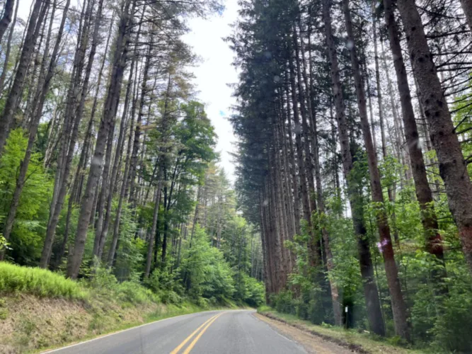 Ole Bull one of two state parks  inducted into National Old-Growth Forest Network